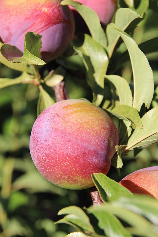 Commercial Property for Sale in Ladismith Rural Western Cape